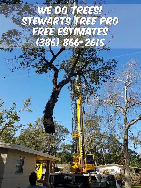 Stump remover, FL grants Port Orange